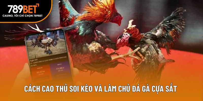 Cách cao thủ soi kèo và làm chủ đá gà cựa sắt 