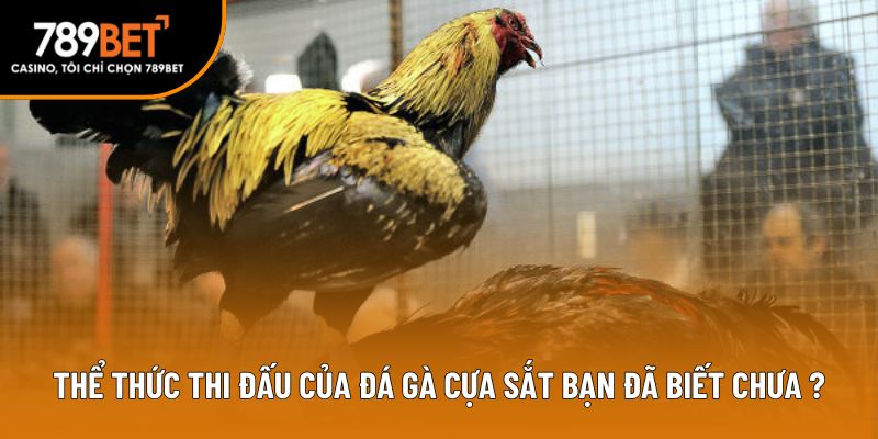 Thể thức thi đấu của đá gà cựa sắt bạn đã biết chưa?