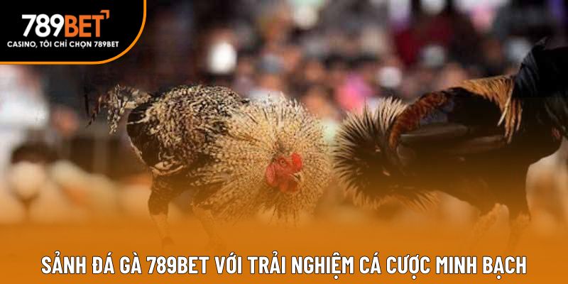 Sảnh Đá gà 789BET với trải nghiệm cá cược minh bạch