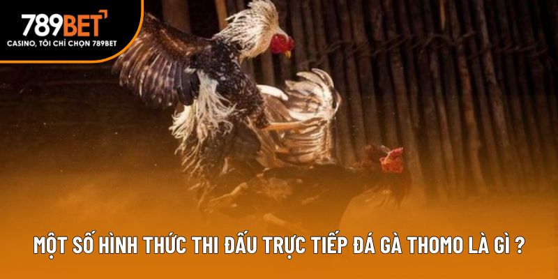 Một số hình thức thi đấu trực tiếp đá gà Thomo là gì?